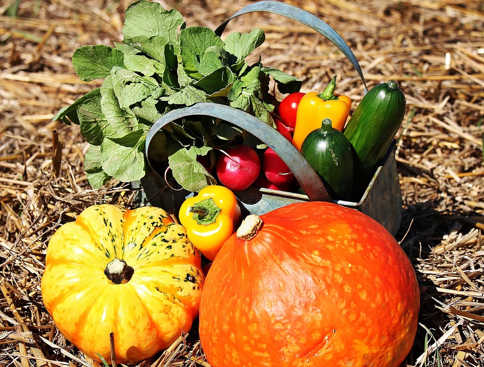Agriculture autumn autumn season