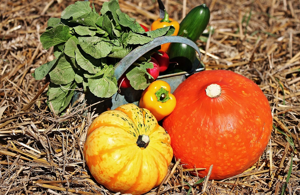 Autumn autumn season beautiful photo