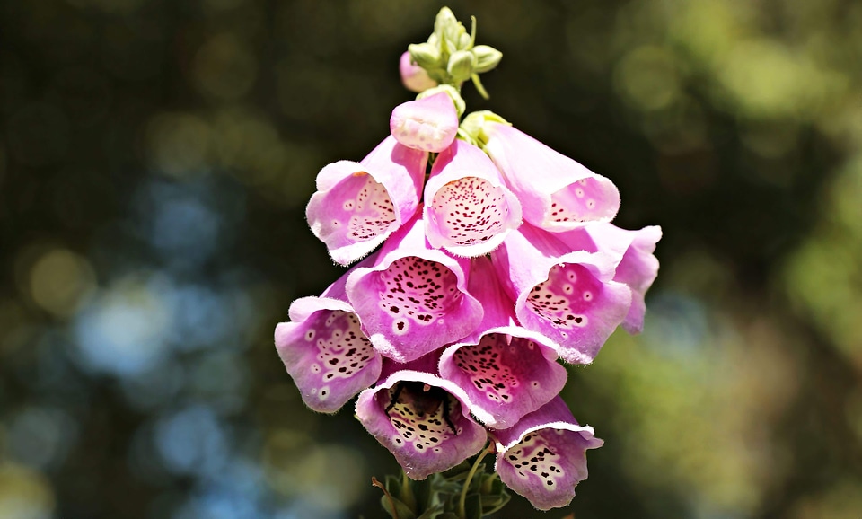 Beautiful Flowers blooming blossom