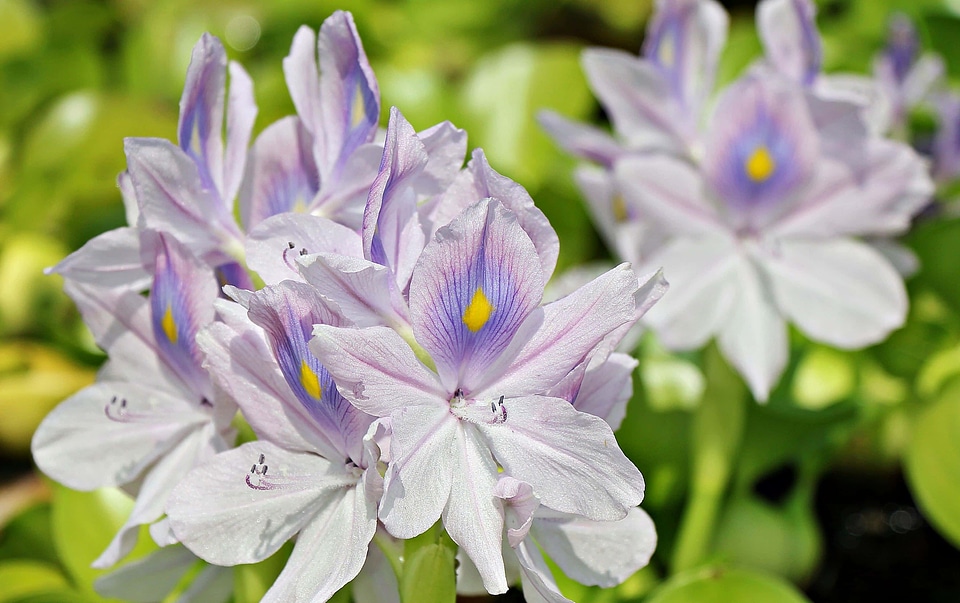 Beautiful Flowers blooming blossom