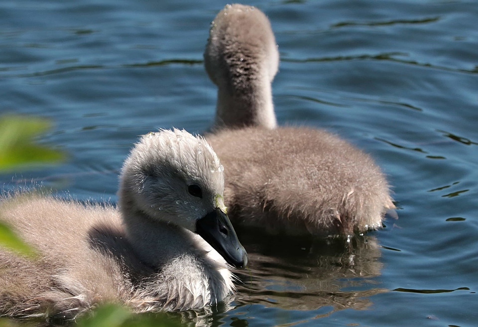 Animal aquatic bird avian