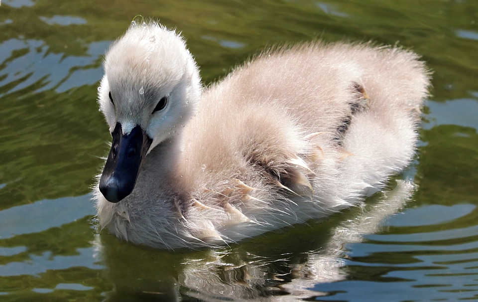 Animal aquatic bird avian