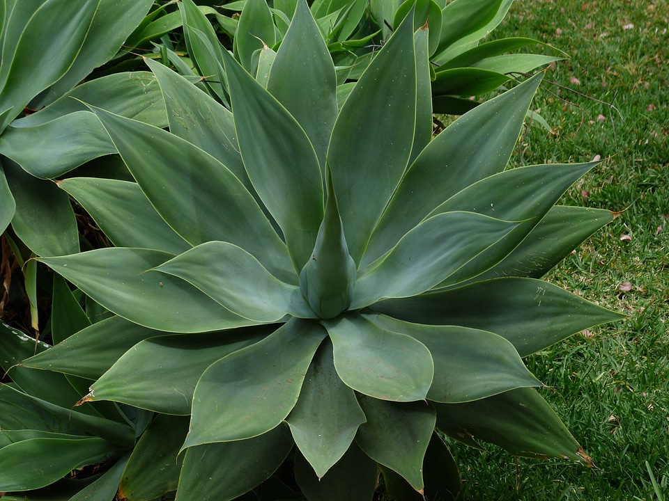 Green agave attenuata agave
