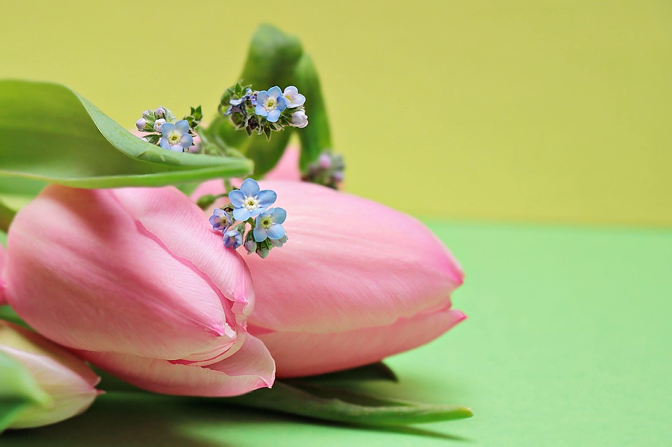 Beautiful Flowers beautiful photo blooming