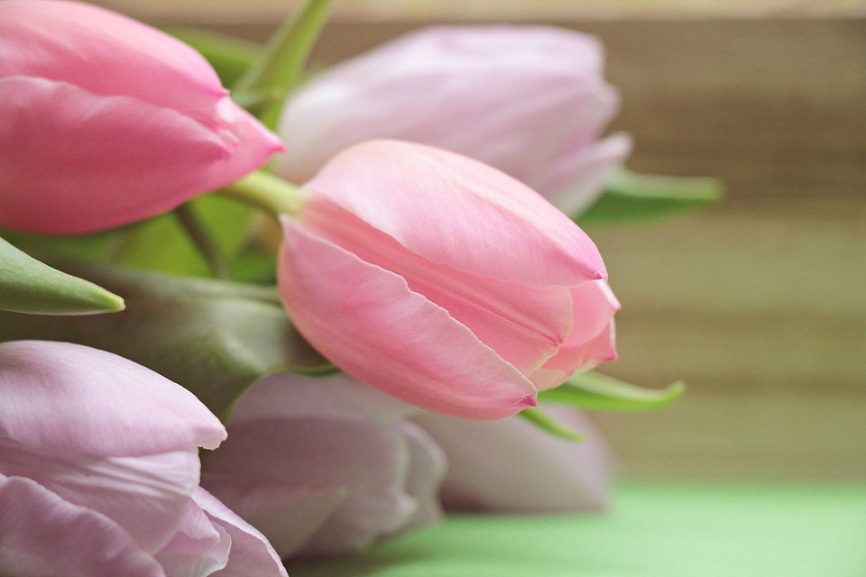Beautiful Flowers blooming blossom
