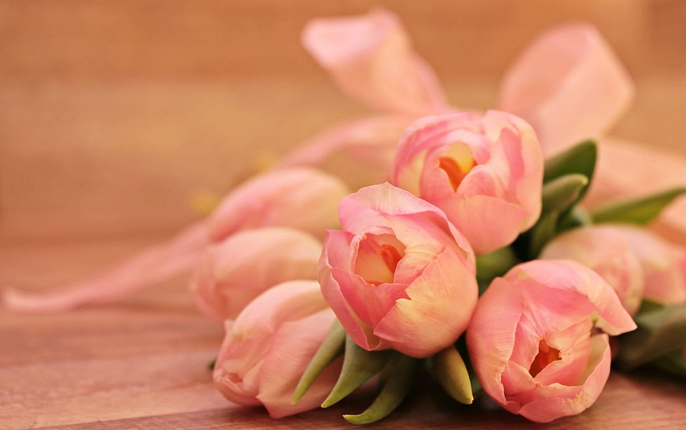 Beautiful Flowers blooming blossom