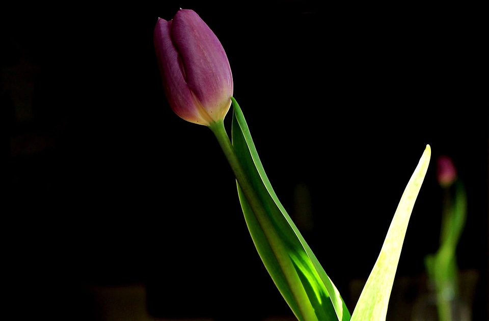 Beautiful Flowers bloom blooming