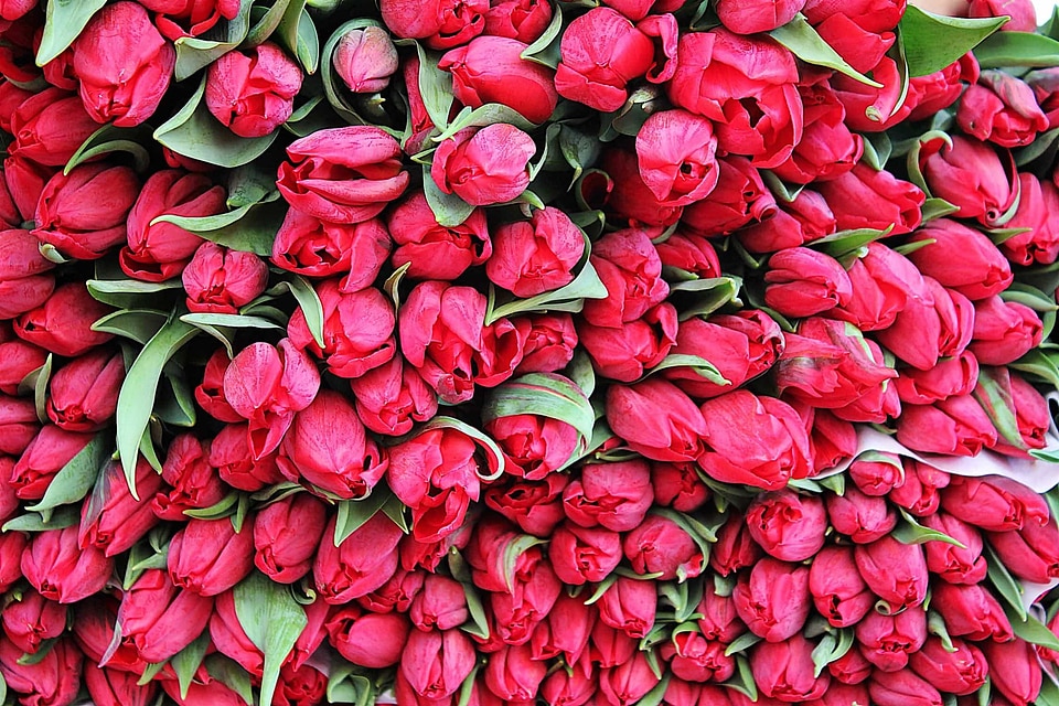 Beautiful Flowers beautiful photo blooming