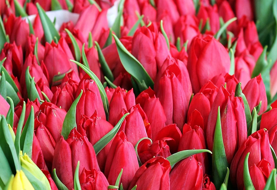 Beautiful Flowers bloom blooming