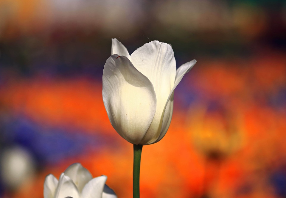 Beautiful Flowers beautiful photo bloom