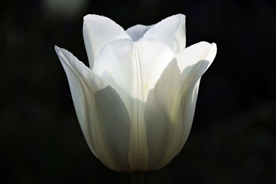 Beautiful Flowers beautiful photo bloom