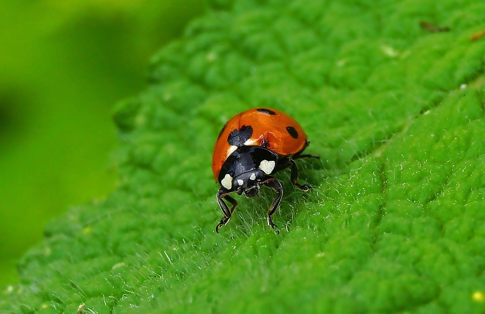 Animal arthropod beetle