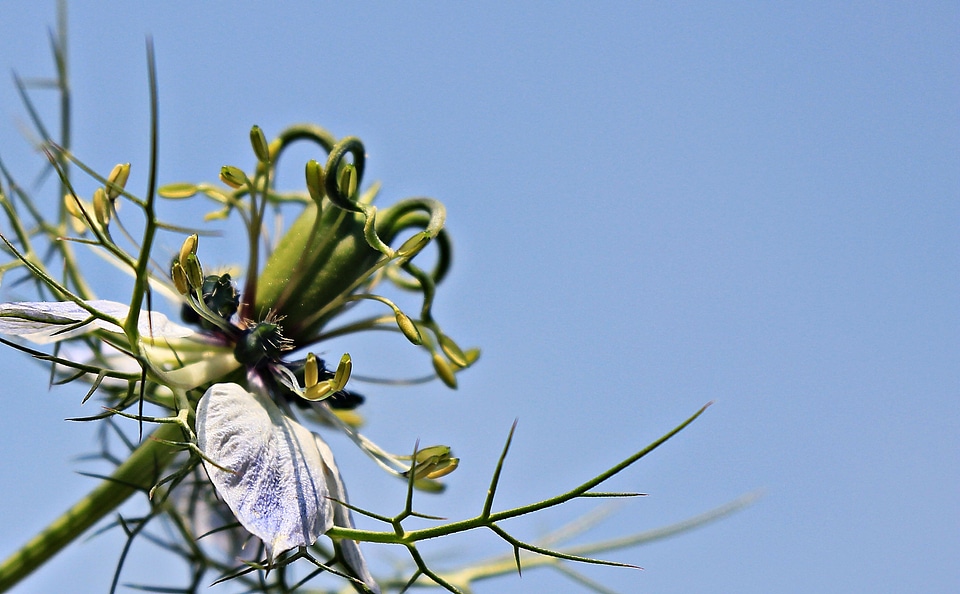 Beautiful Flowers beautiful photo blooming