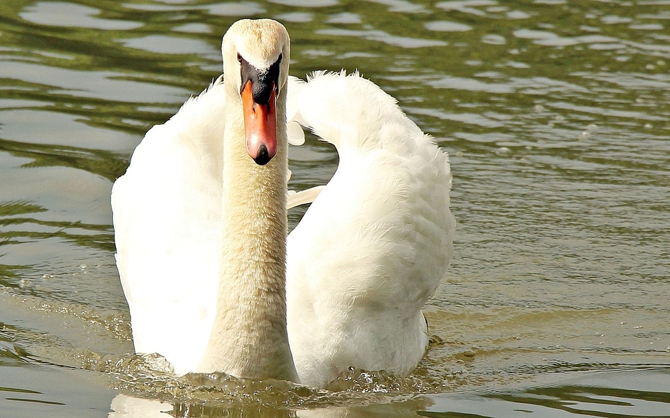 Animal avian beak