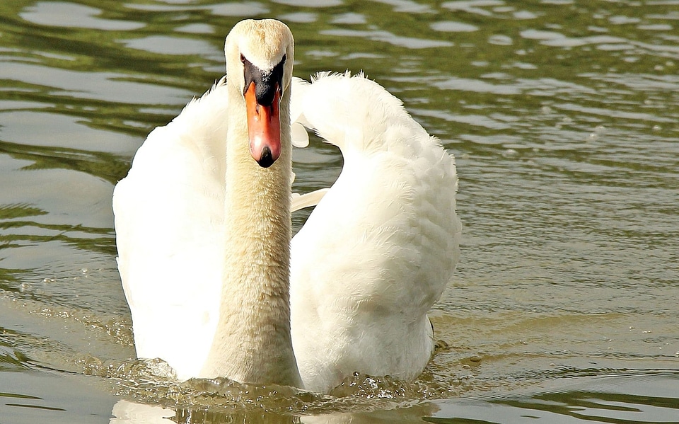 Animal avian beak photo