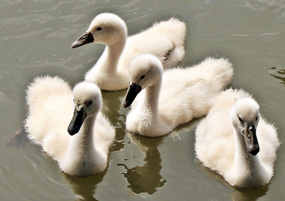 Animal aquatic bird avian photo