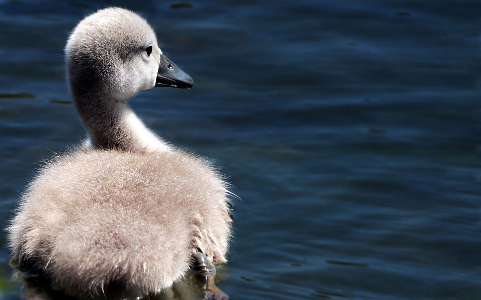 Animal aquatic bird avian photo