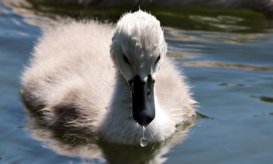 Animal aquatic bird avian