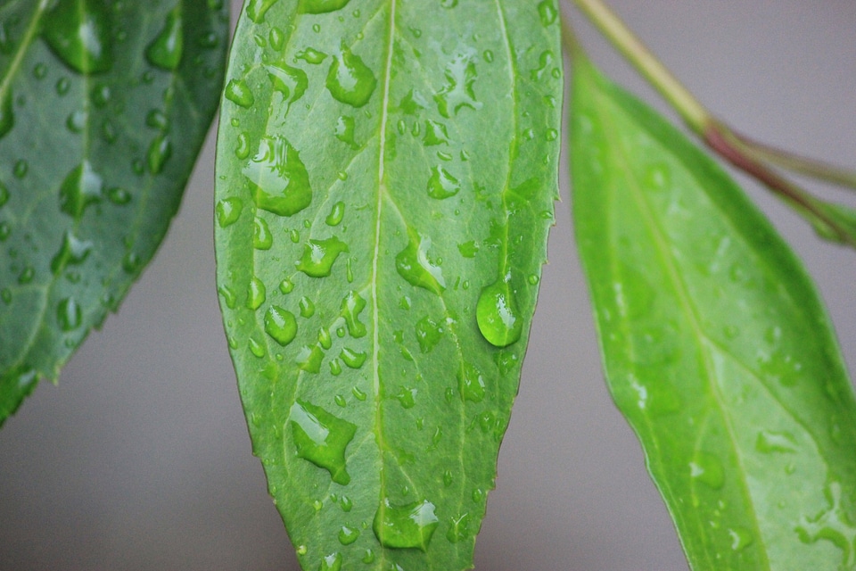 Droplet plant natural