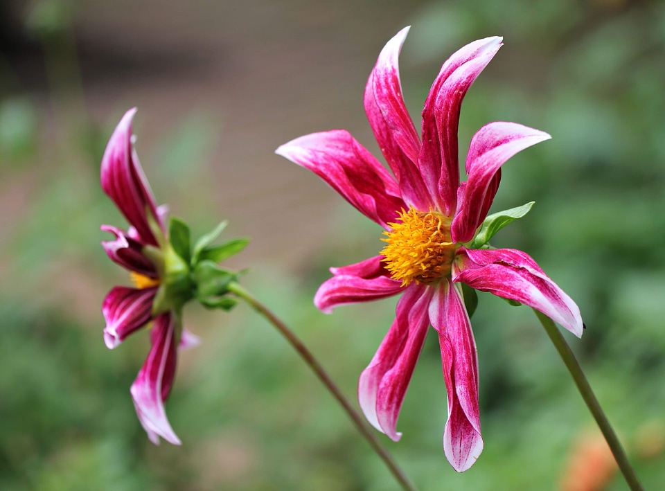 Beautiful Flowers blooming blossom