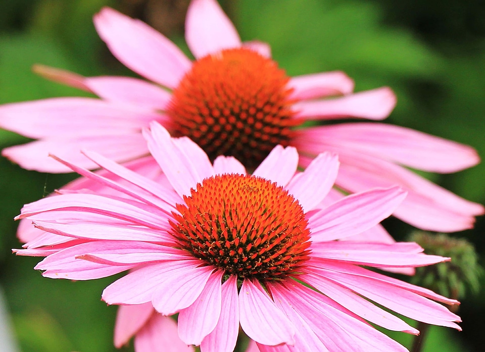 Beautiful Flowers blooming blossom