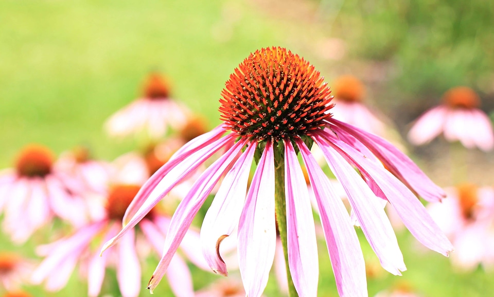 Beautiful Flowers blooming blossom