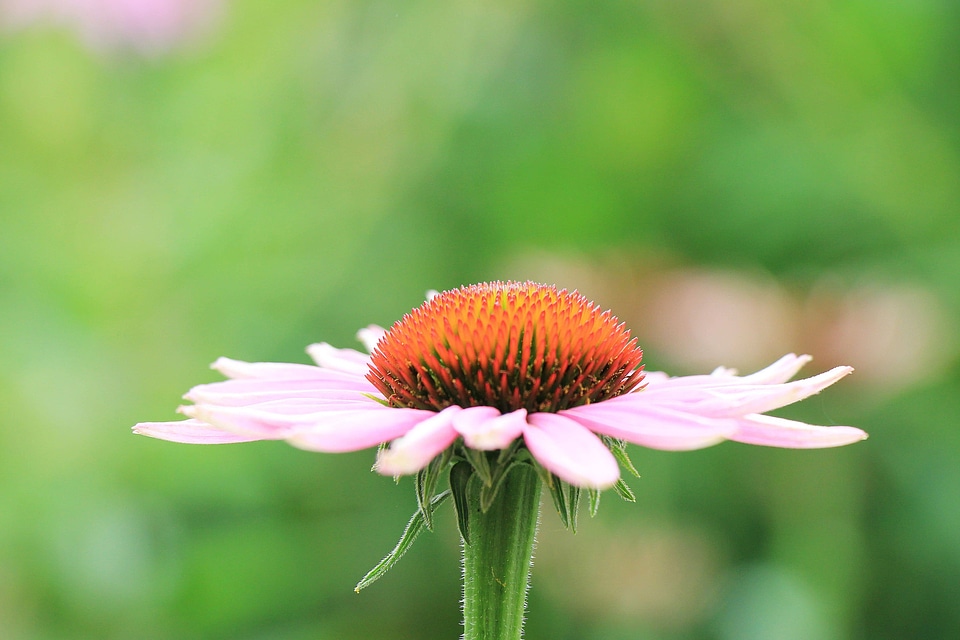 Beautiful Flowers blooming blossom