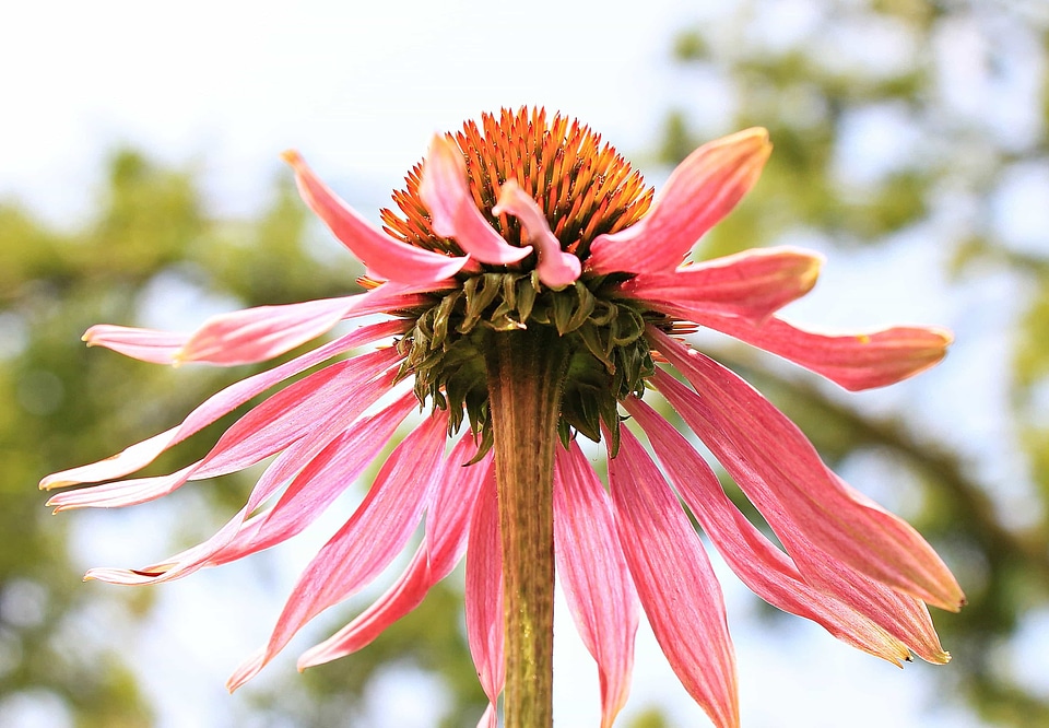 Beautiful Flowers bloom blooming