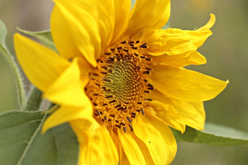 Beautiful Flowers blooming blossom