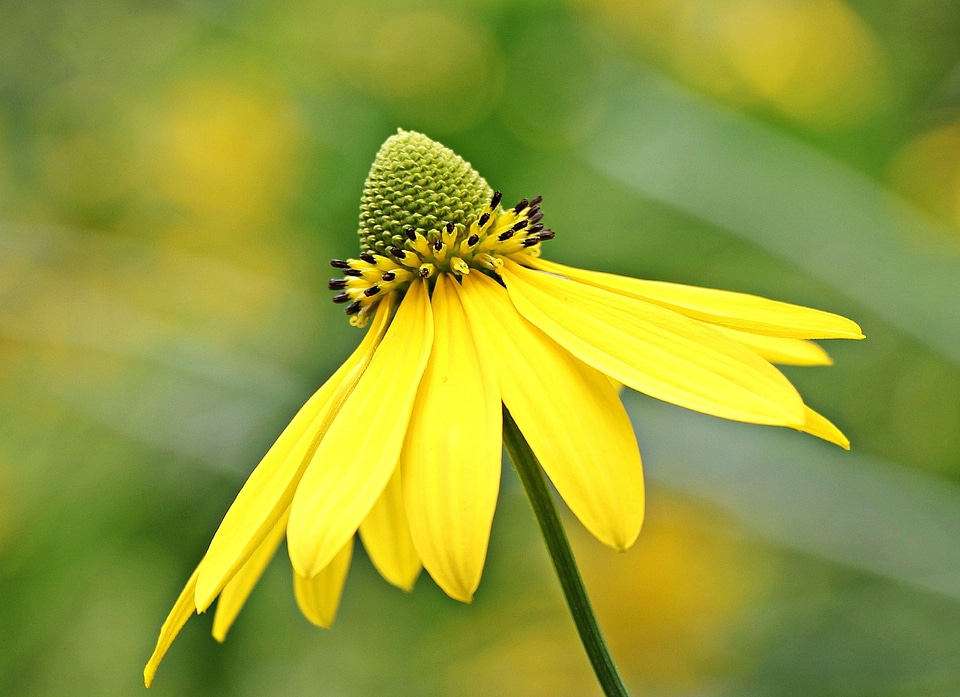 Beautiful Flowers blooming blossom