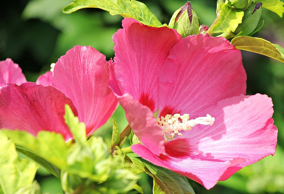 Beautiful Flowers blooming blossom