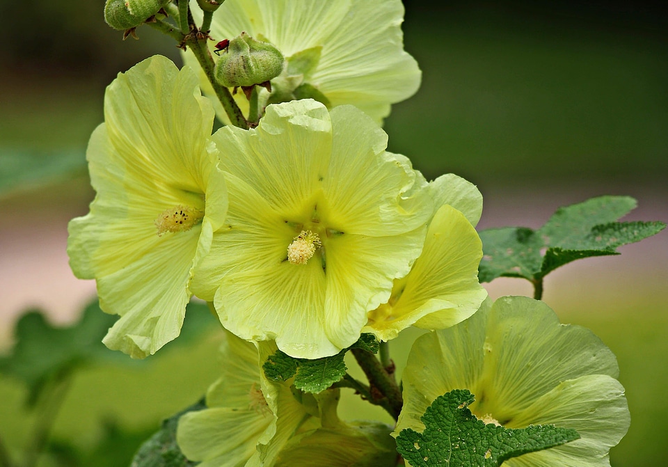 Beautiful Flowers blooming blossom