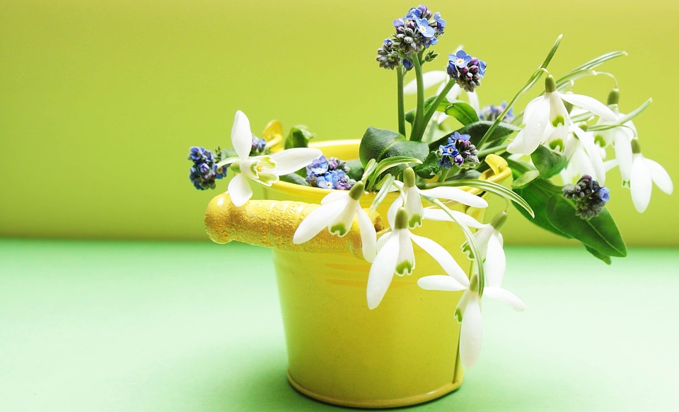 Beautiful Flowers beautiful photo blooming