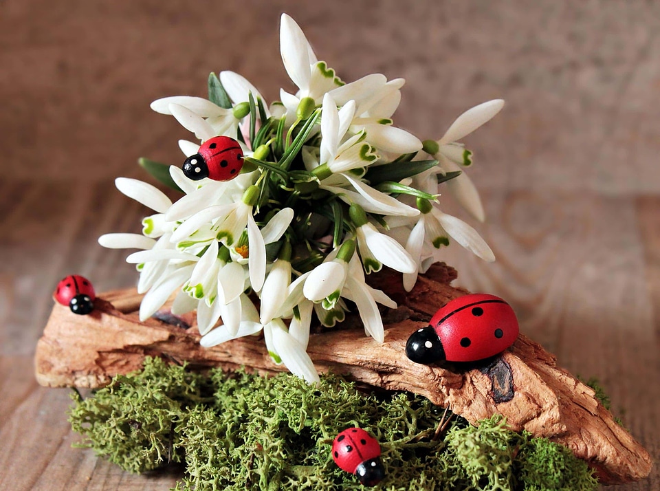 Animal arthropod beautiful flowers