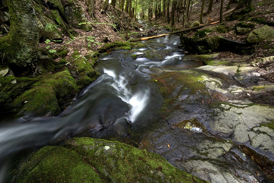 Creek ecology environment