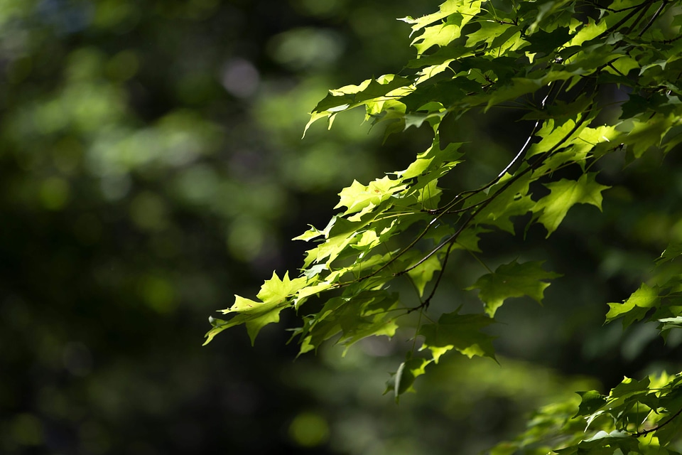 Branch dark green daylight
