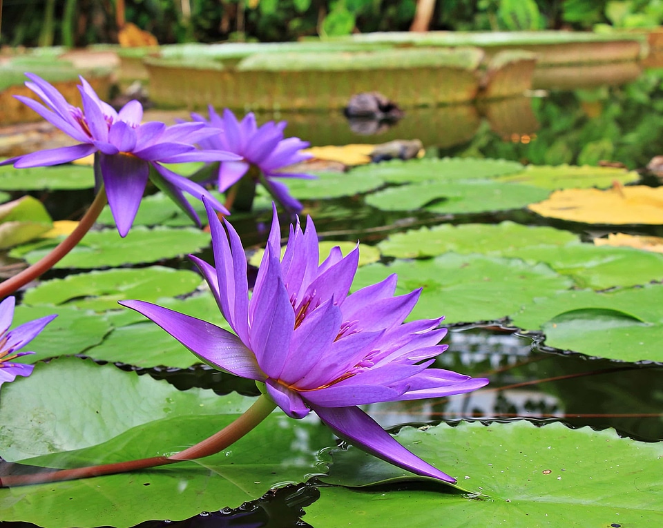 Aquatic beautiful flowers blooming