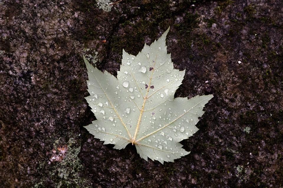 Autumn autumn season dark green