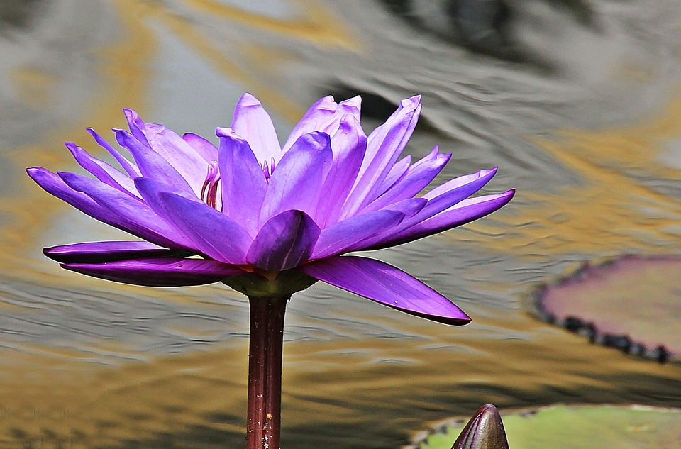 Aquatic beautiful flowers beautiful photo