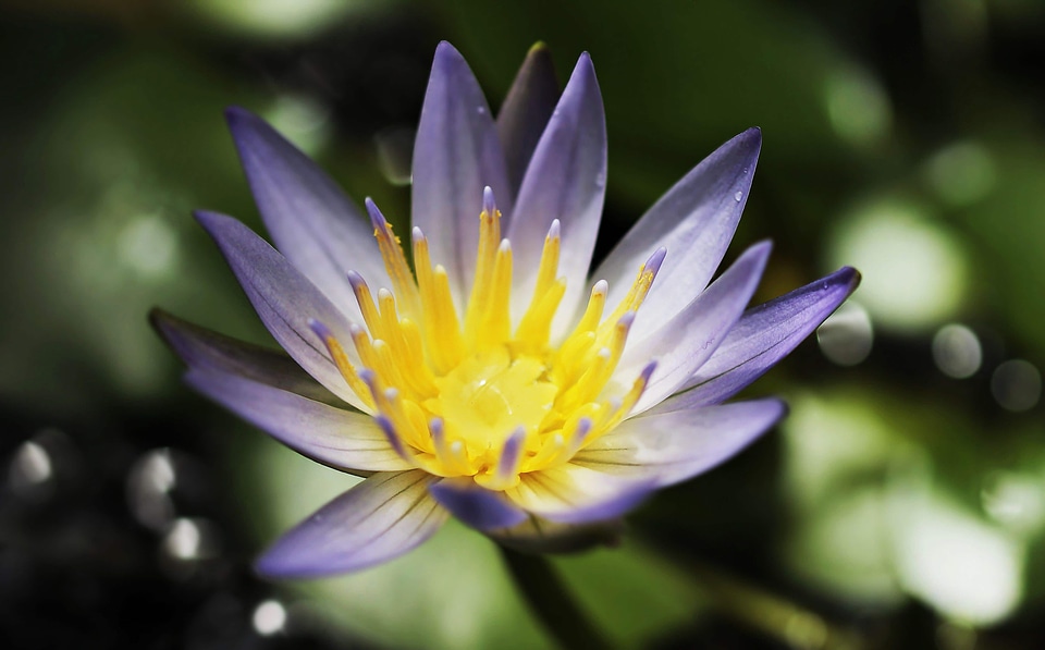 Beautiful Flowers beautiful photo blooming
