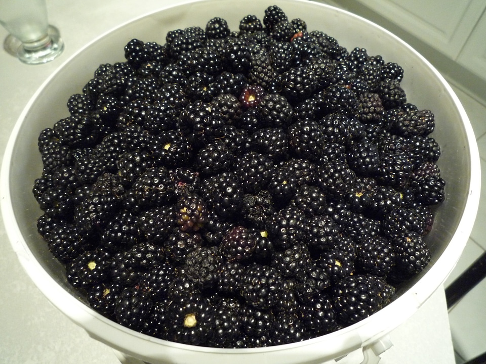 Collection berries summer