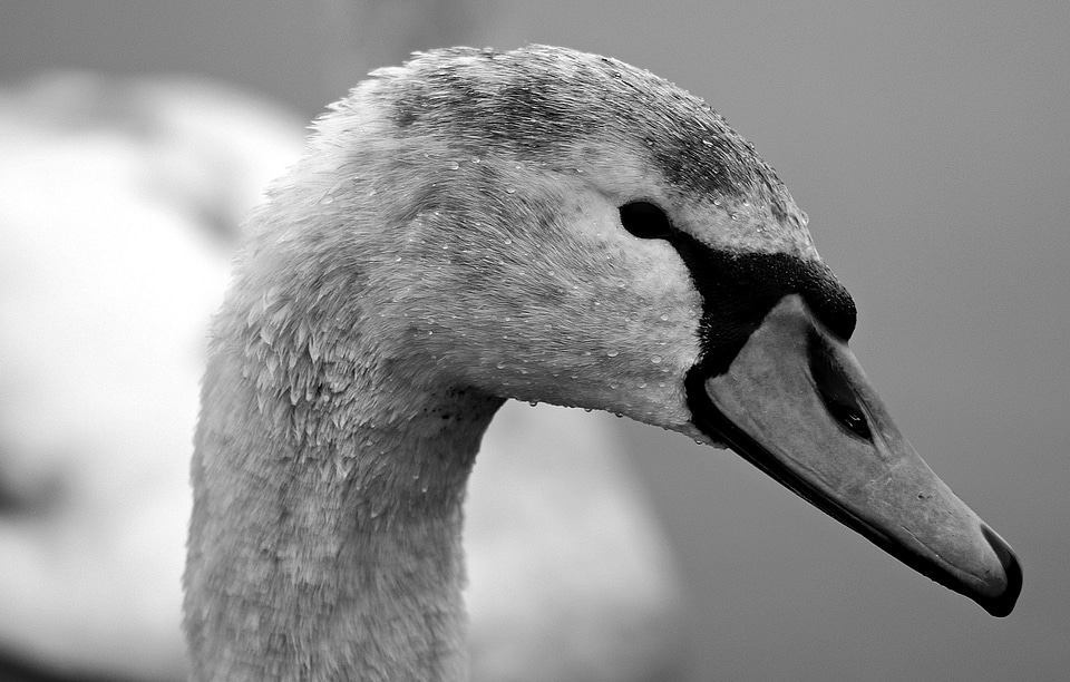 Animal avian beak photo