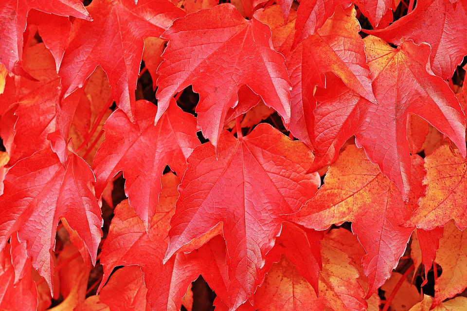 Autumn autumn season branch