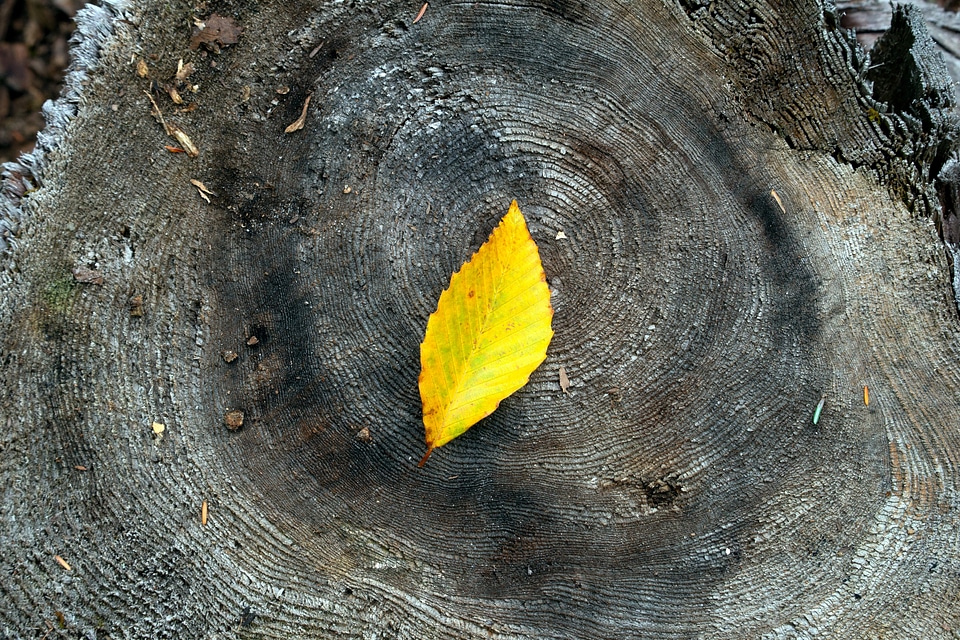 Bark daylight ecology