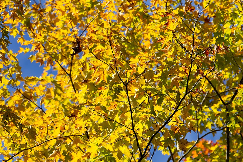 Autumn autumn season branch