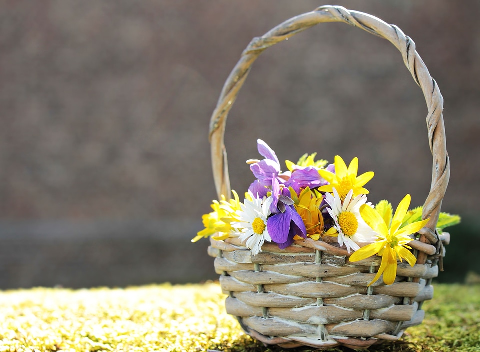 Basket beautiful flowers blooming
