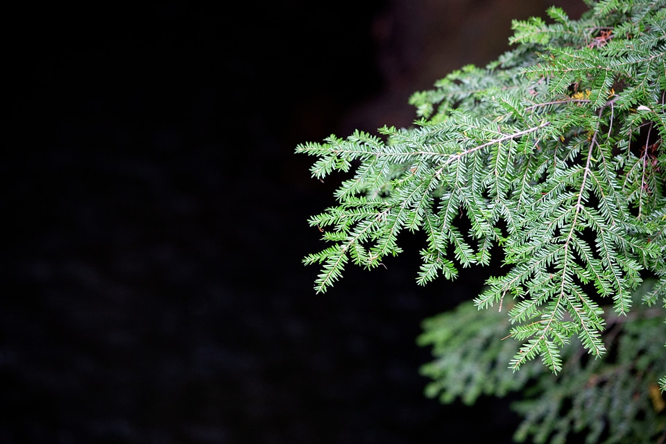 Conifer conifers dark green