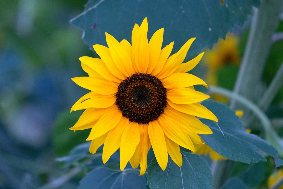 Agriculture beautiful beautiful flowers