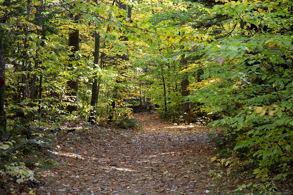 Branch ecology environment photo