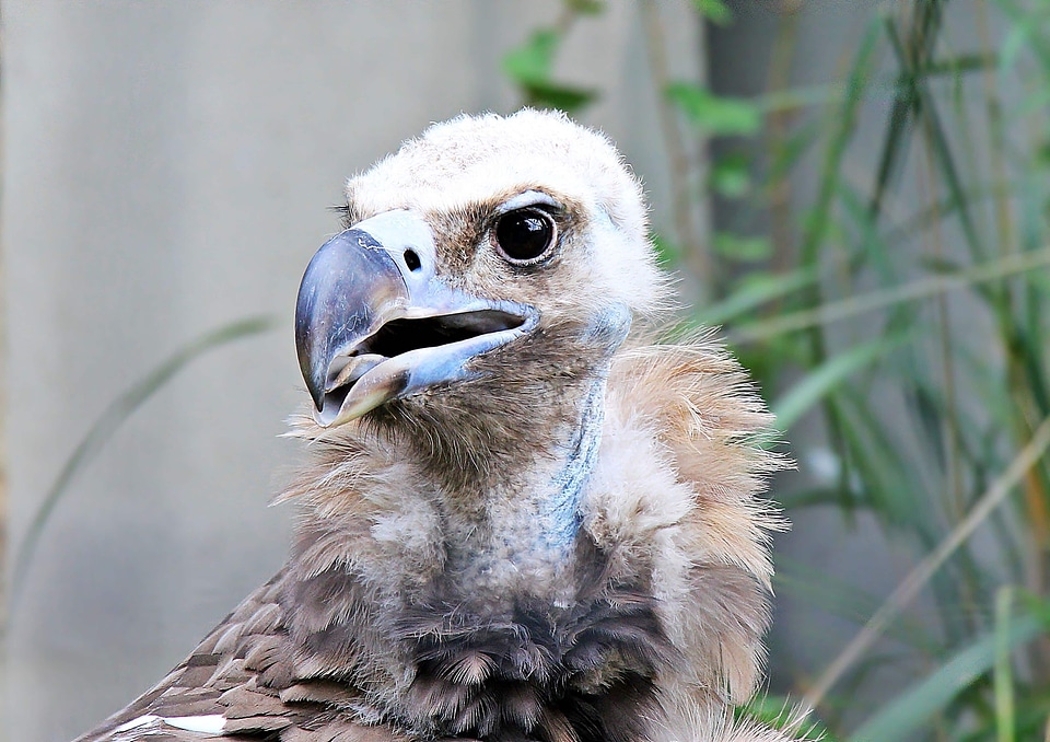 Animal avian beak photo